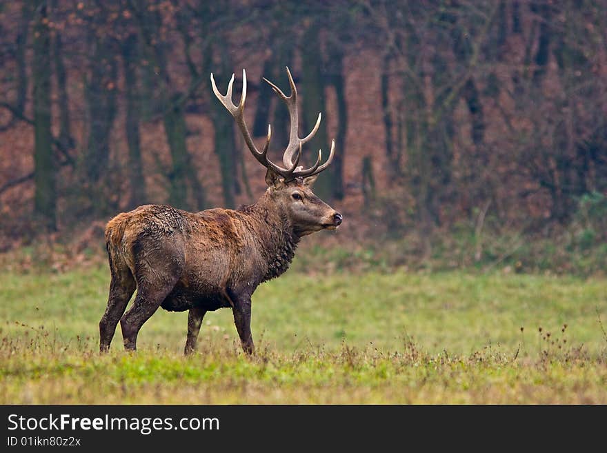 Red Deer Stag