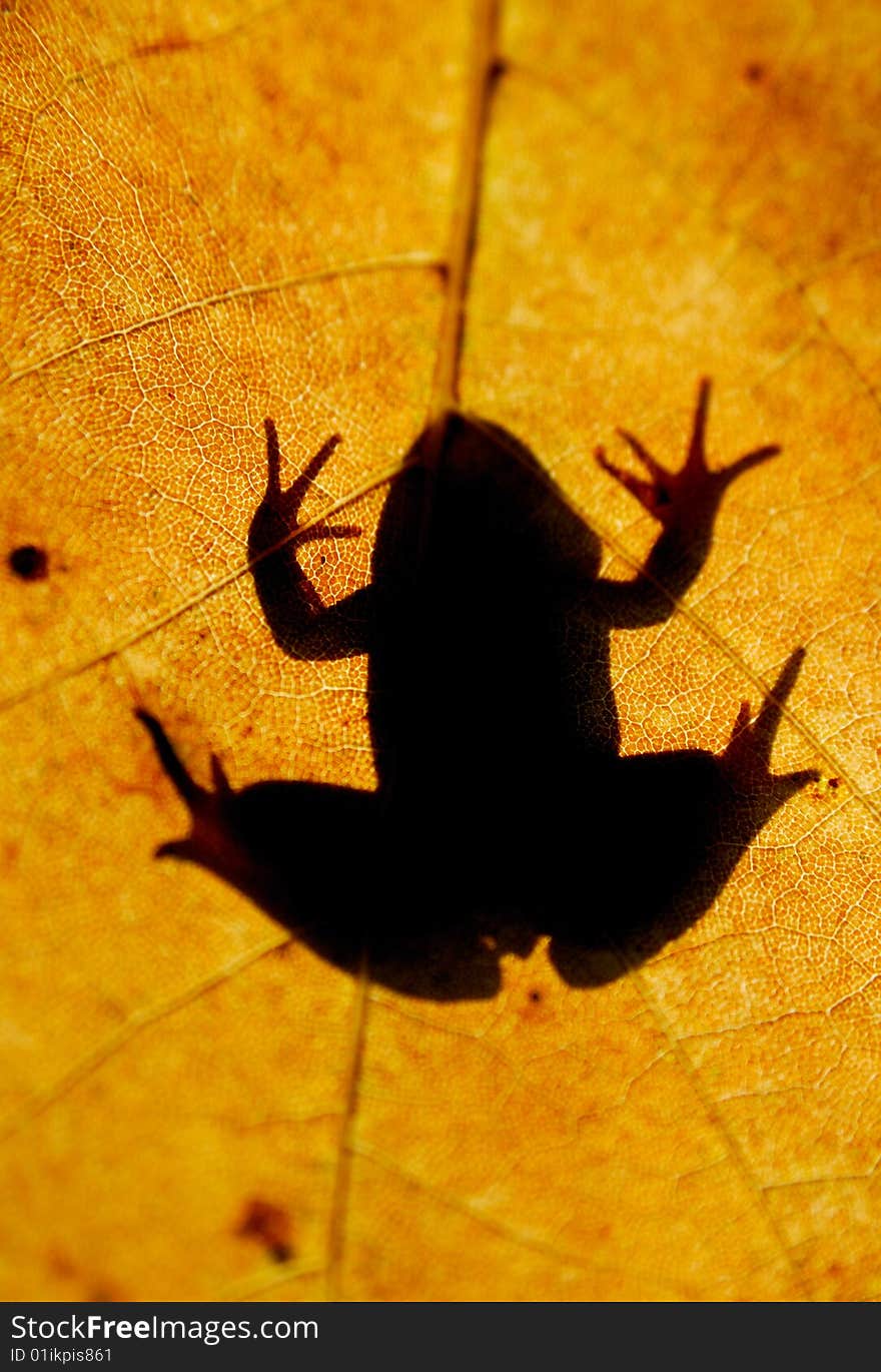 Frog's silhouette on fall yellow leaf