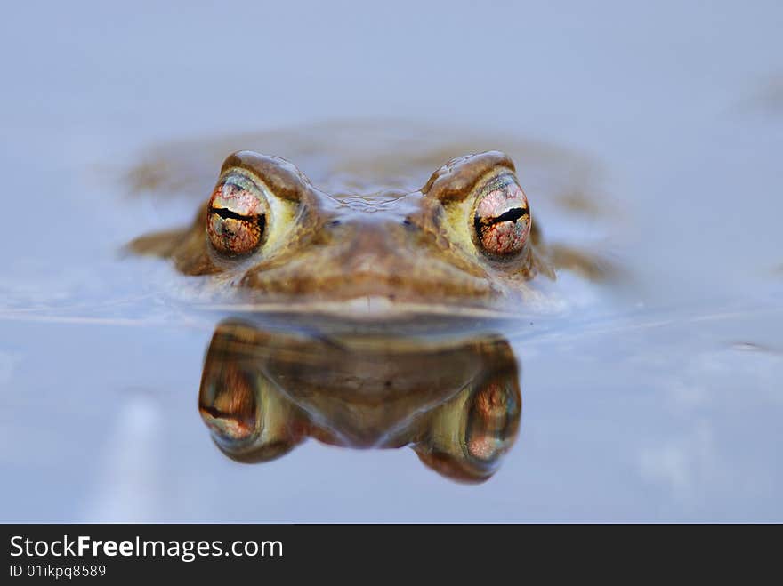 Frogs eyes reflecting in water