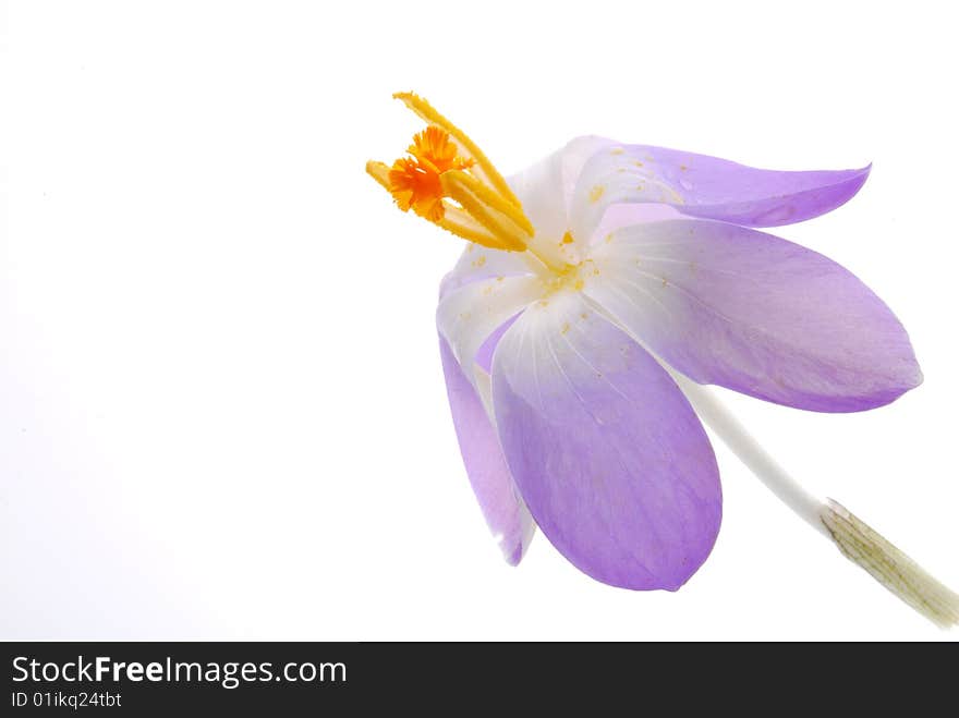 Close up of blue crocus flower