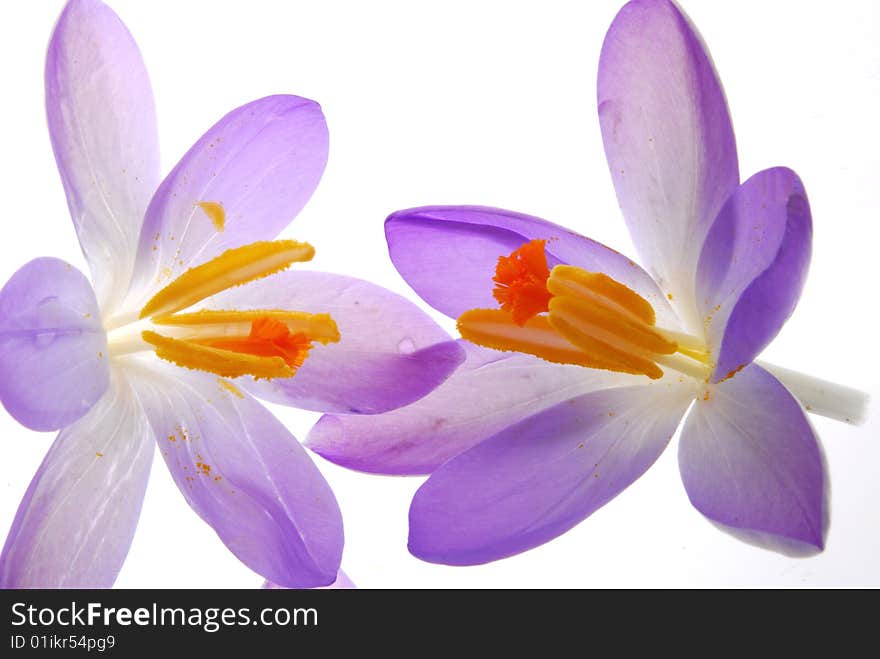 Close up image of blue crocus flowers. Close up image of blue crocus flowers