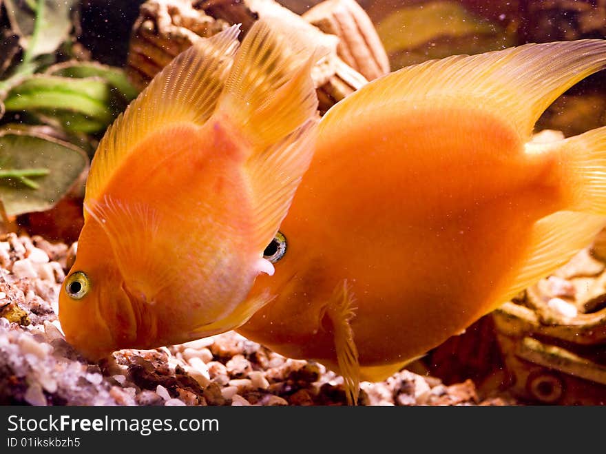 Beautiful parrotfish in aquarium