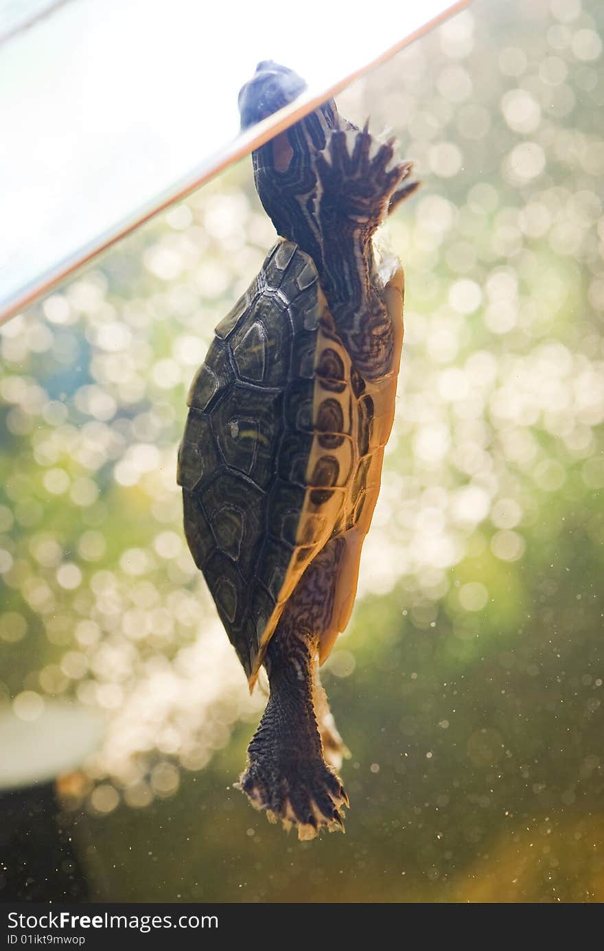 Swim red ear turtle in aquarium