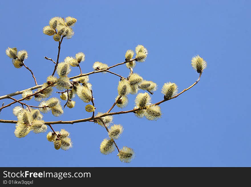 Metaphor - first signs of beginning spring. Metaphor - first signs of beginning spring