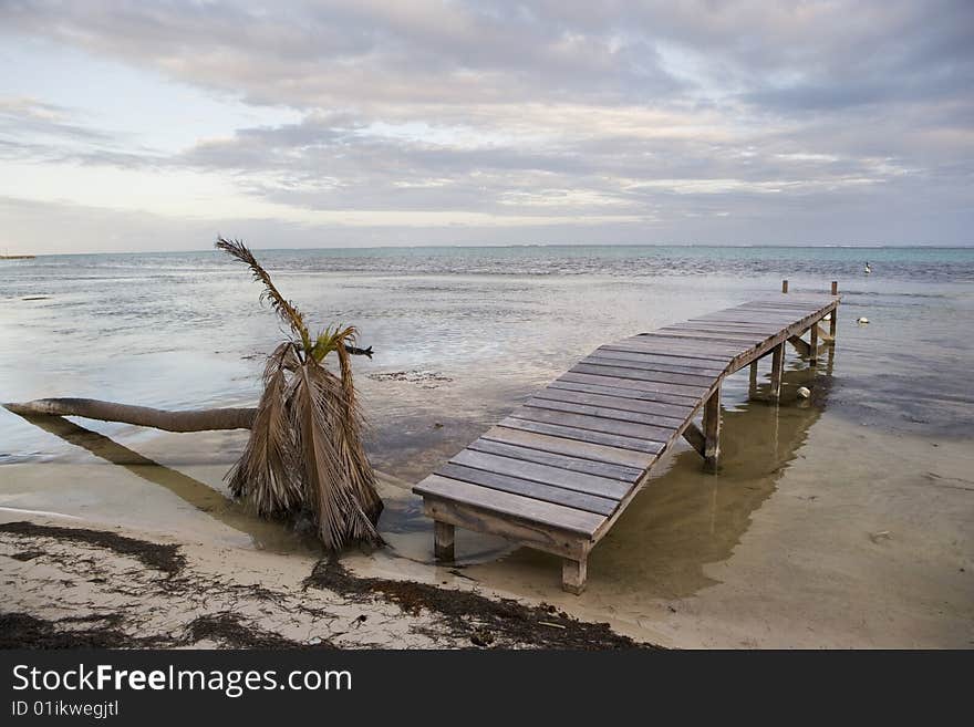 Fallen Palm and Pier at Sunset