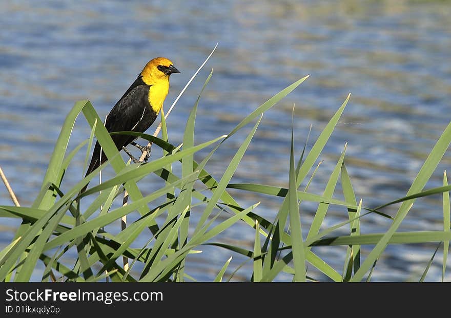 Yellow-headed Blackbird