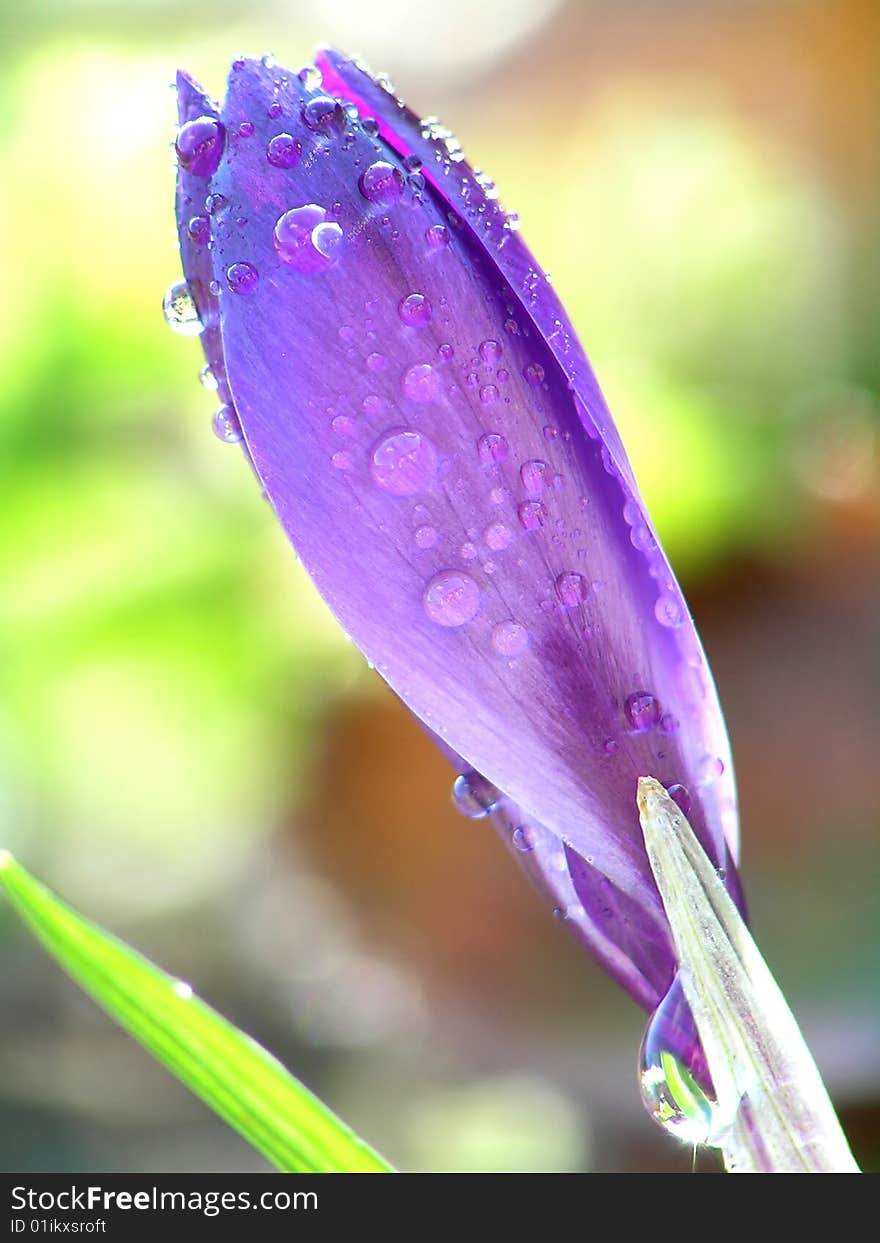 Water droplets on blue flowers