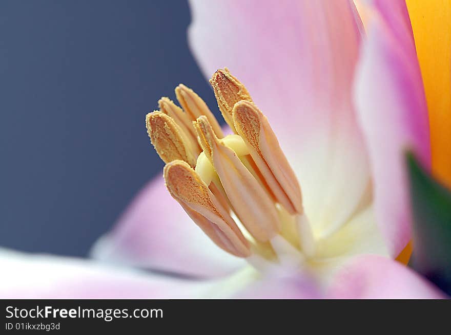 Close up center of a pink tulip. Close up center of a pink tulip