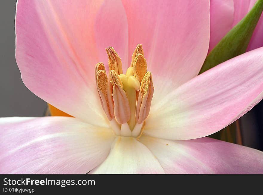 Close up center of a pink tulip. Close up center of a pink tulip