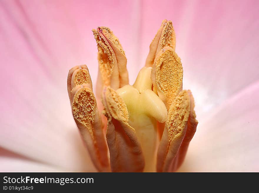 Close up center of a pink tulip. Close up center of a pink tulip