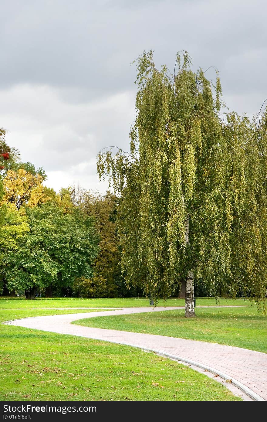 A view of a park path with a birch on a cloudy day. A view of a park path with a birch on a cloudy day