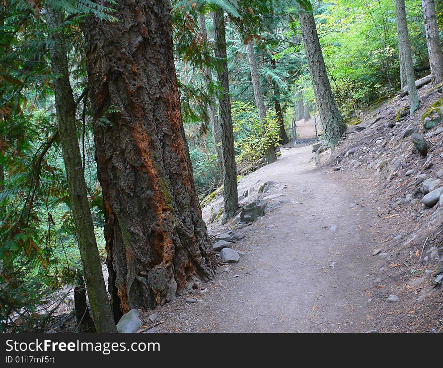 Hiking Trail Through Forest