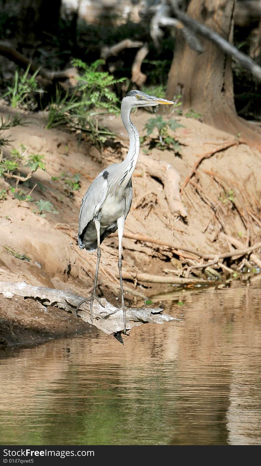 Grey heron standing near the sea shore.