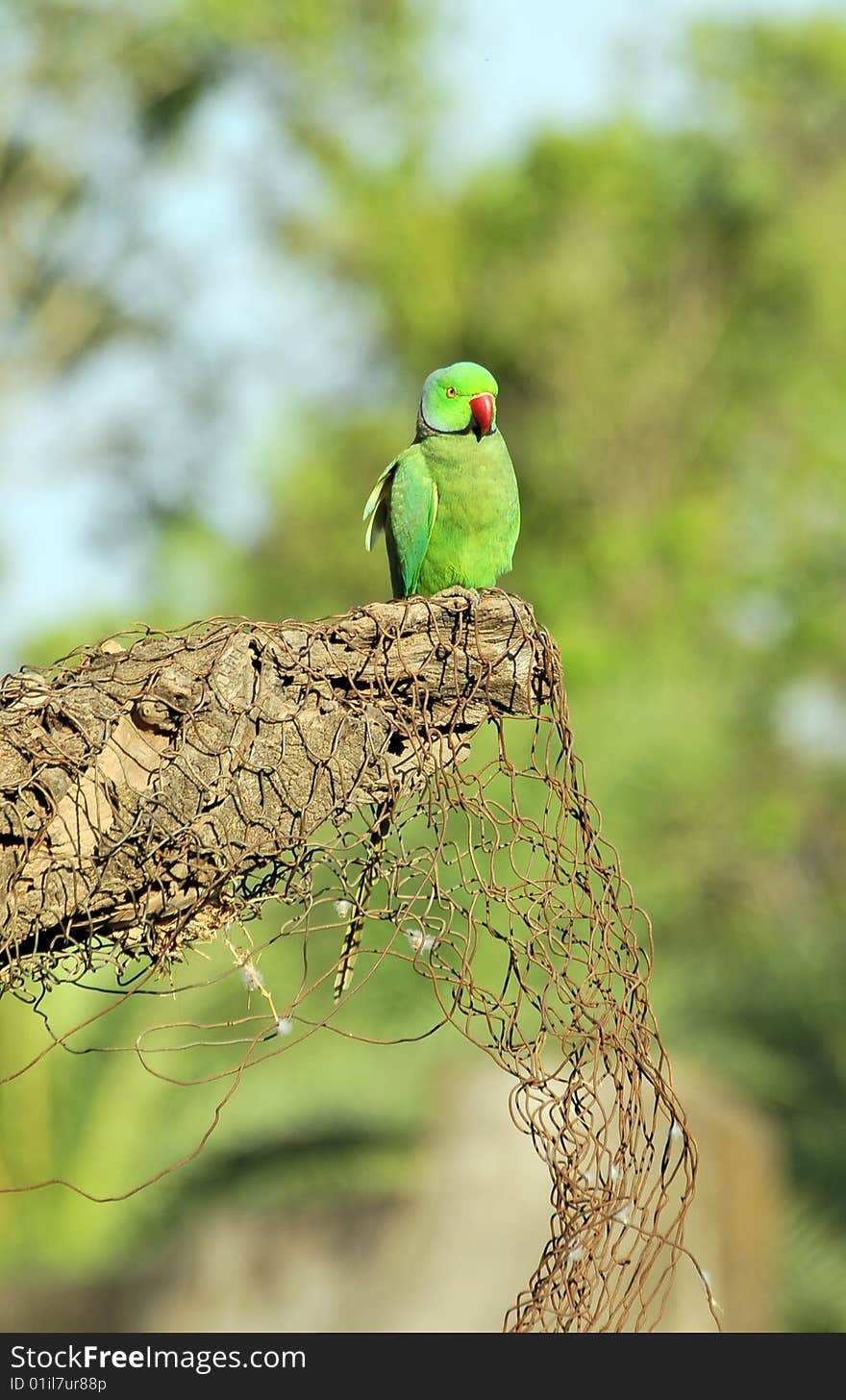 Green parrot looking great in sunny day.