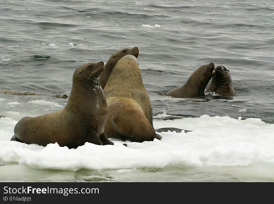 Northern sea lionin (Eumetopias jubatus) a habitat of dwelling. Kamchatka. Northern sea lionin (Eumetopias jubatus) a habitat of dwelling. Kamchatka