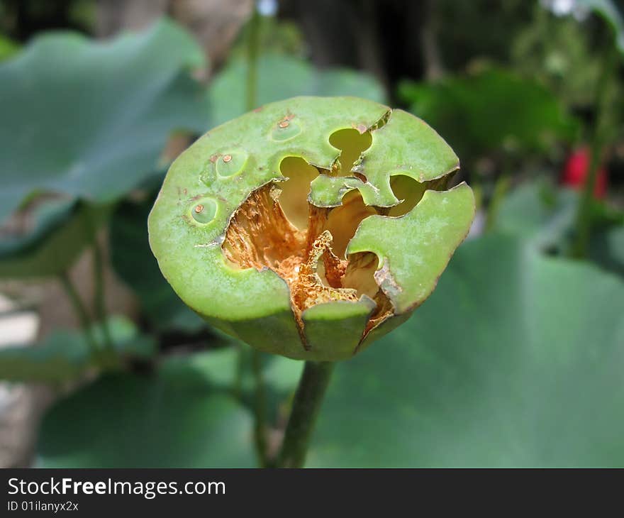 Speedpod of the lotus