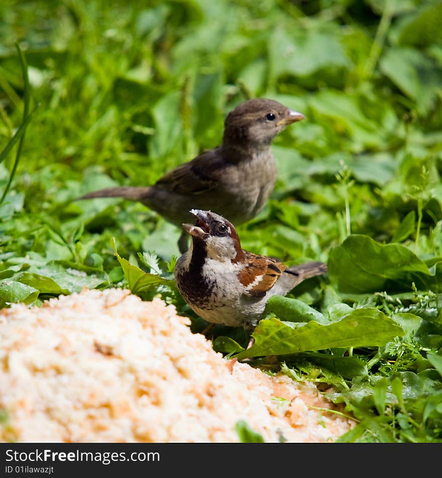 Hungry sparrows