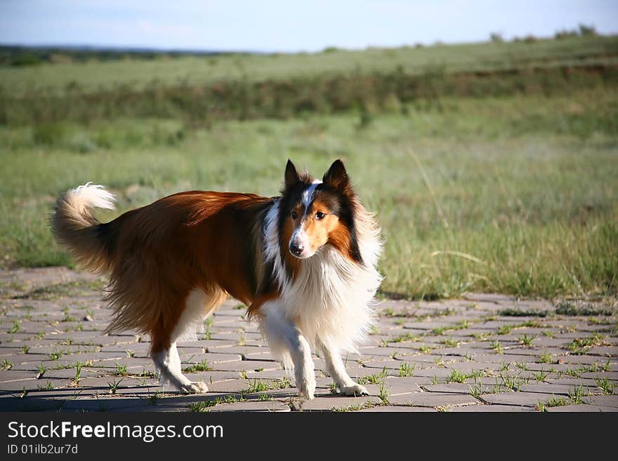 Collie dog