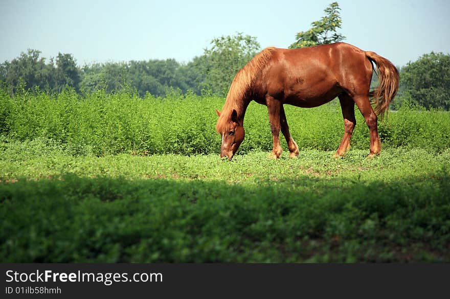 A grazing free-living horse. A grazing free-living horse