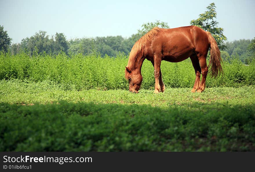 A grazing free-living horse. A grazing free-living horse