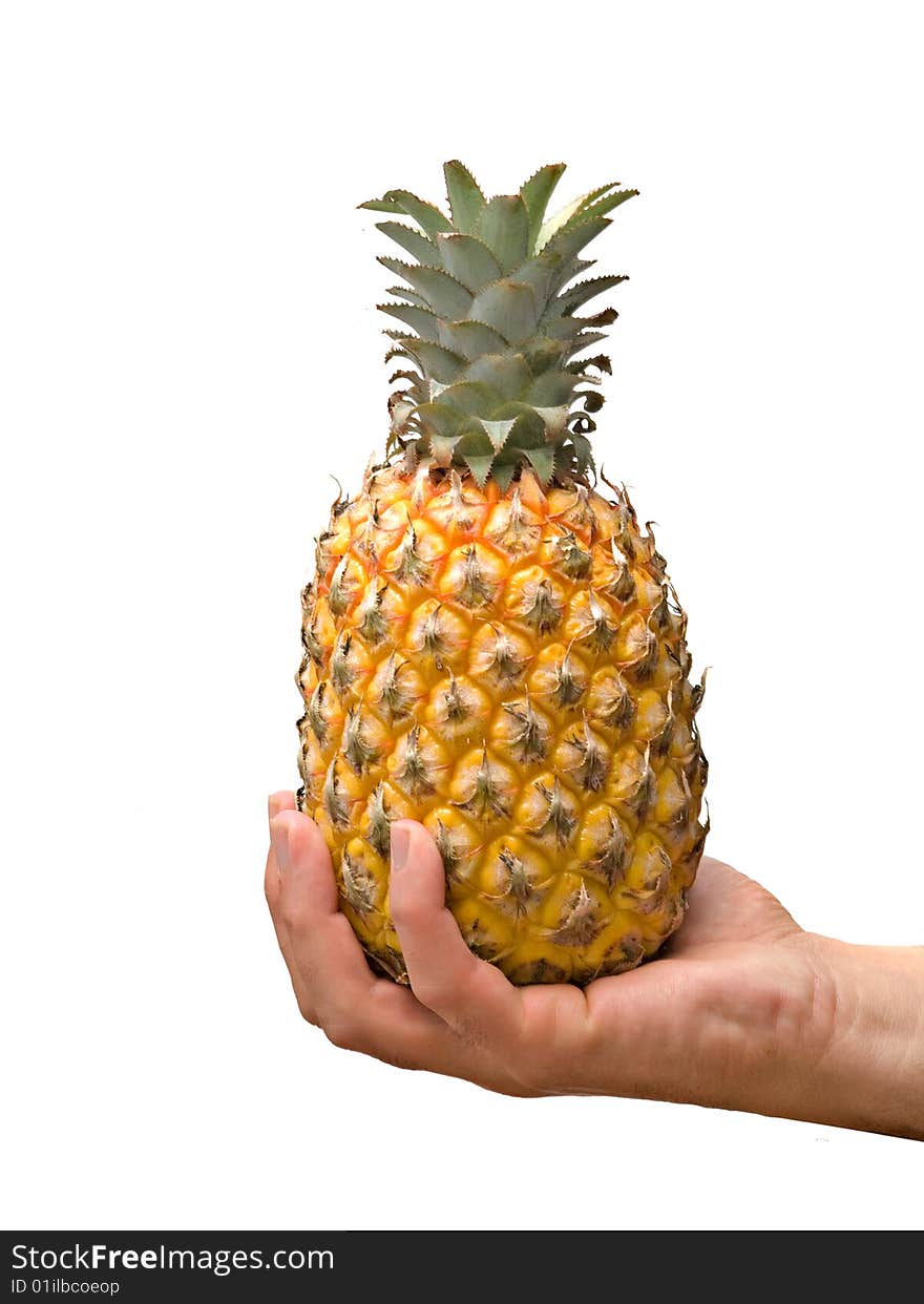 Presenting ripe pineapple in palm