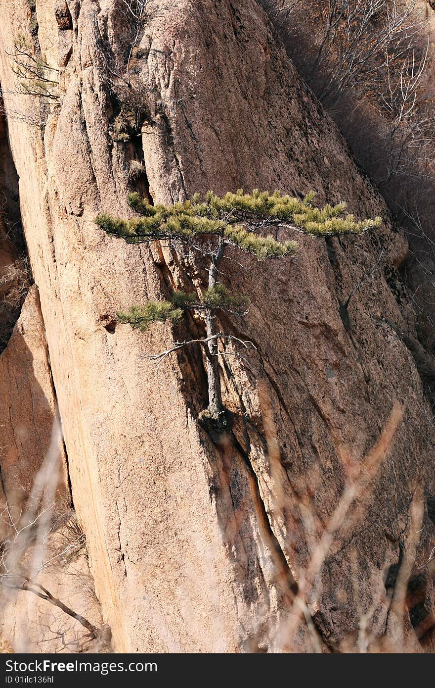 Tree On Rock