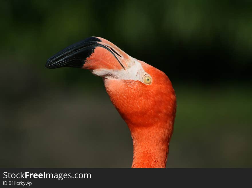 Phoenicopterus ruber ruber - Flamingo - portrait 1. Phoenicopterus ruber ruber - Flamingo - portrait 1