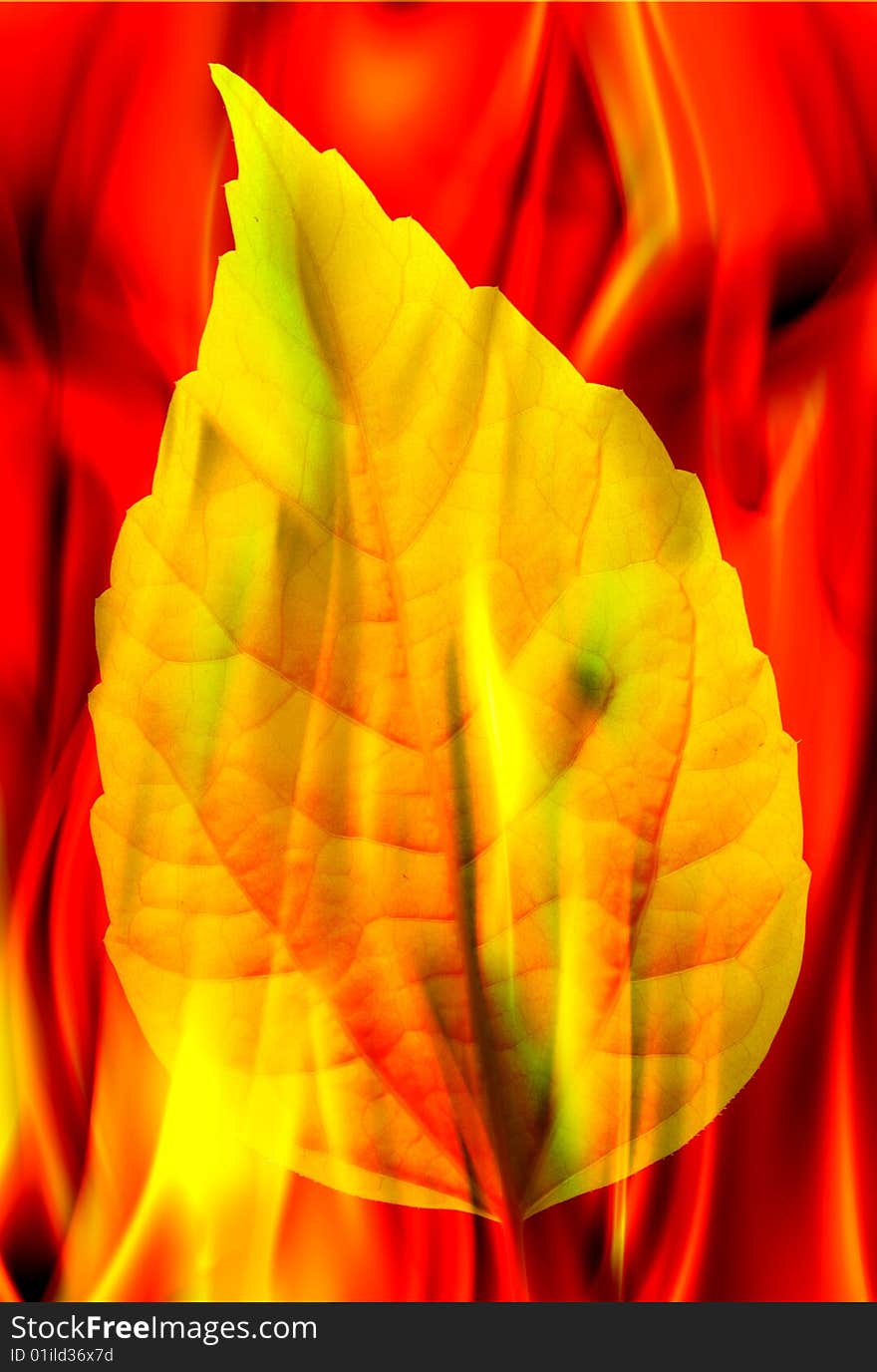 Leaf and fire