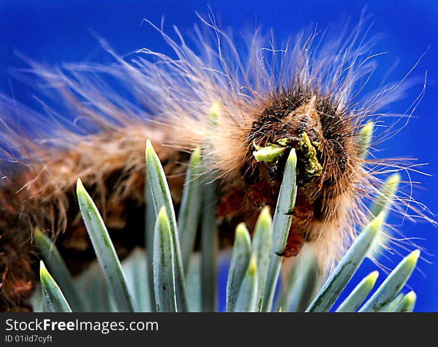 Gloveria caterpillar eating pine needles. Gloveria caterpillar eating pine needles