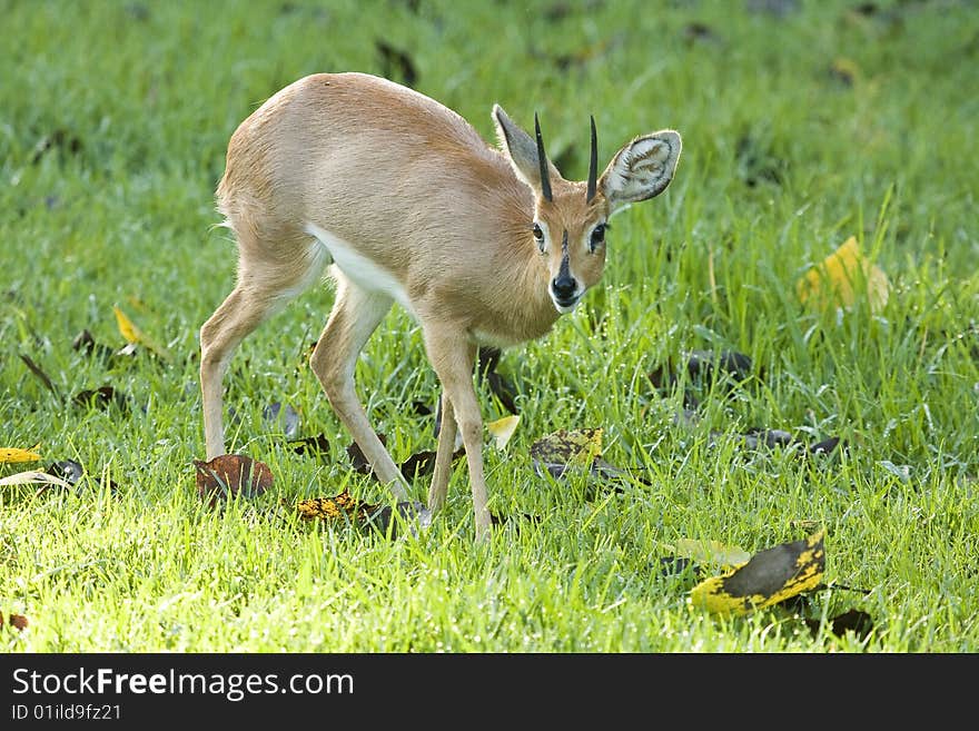 Steenbuck in the field in Africa,