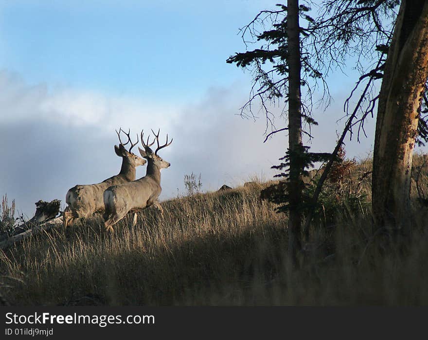 Two 4-point Mule Deer at sunset in Yellowstone Park. Two 4-point Mule Deer at sunset in Yellowstone Park.