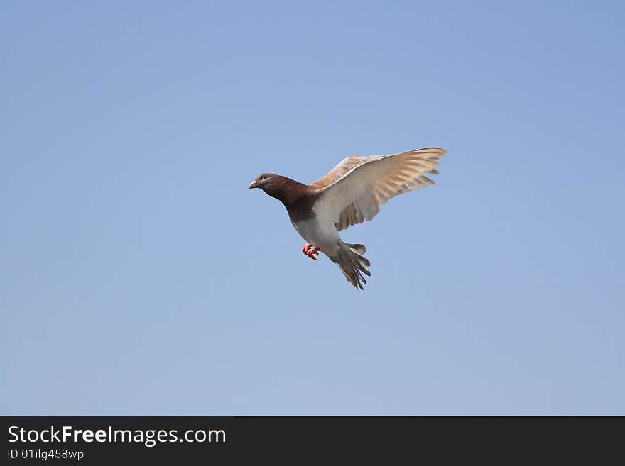 A flying white-brown pigeon with a blue sky. A flying white-brown pigeon with a blue sky