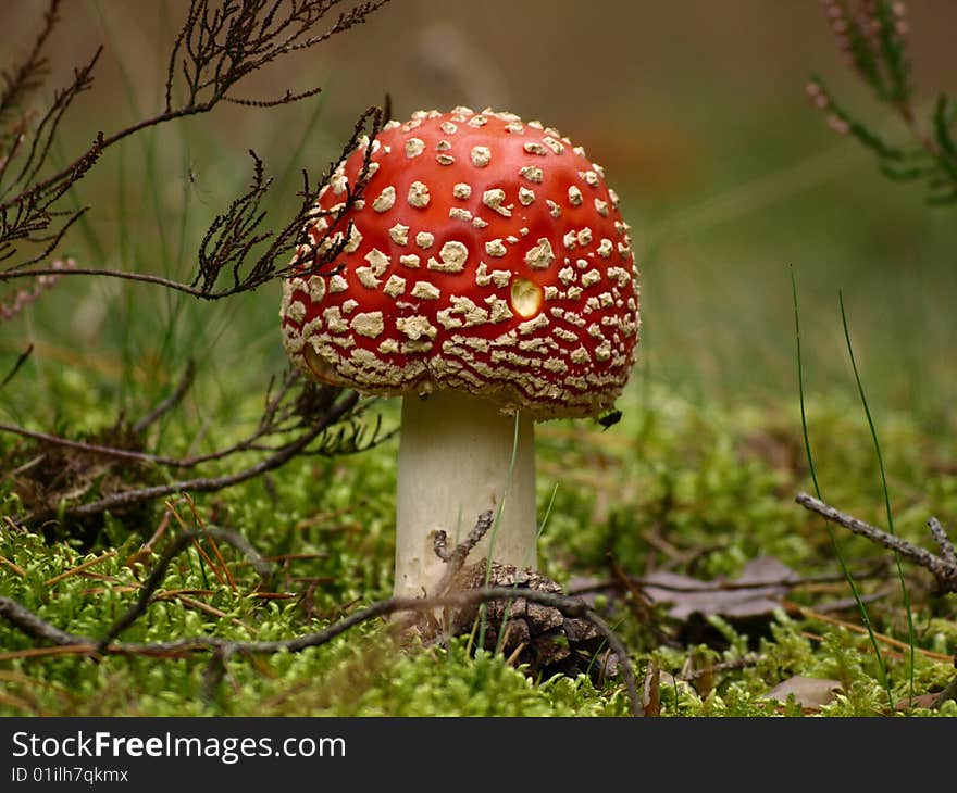 Fly agaric