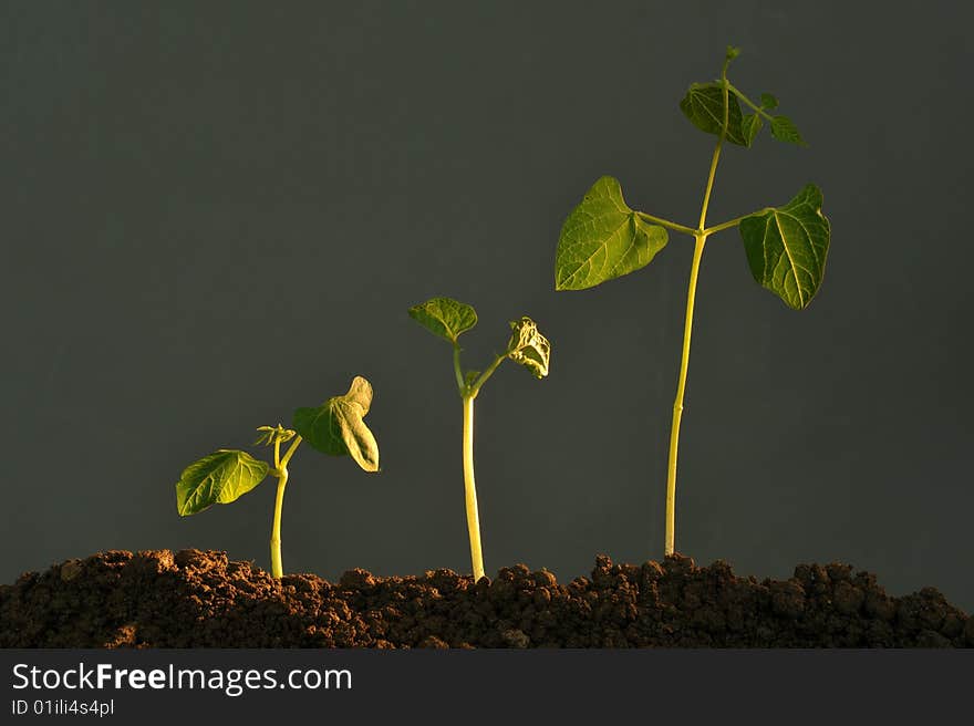 Three plant growing in earth, close up. Three plant growing in earth, close up