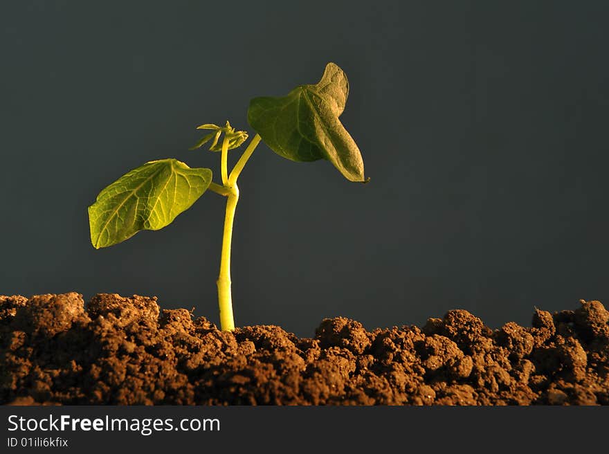 Close up of bud seedling in earth on dark grey background. Close up of bud seedling in earth on dark grey background