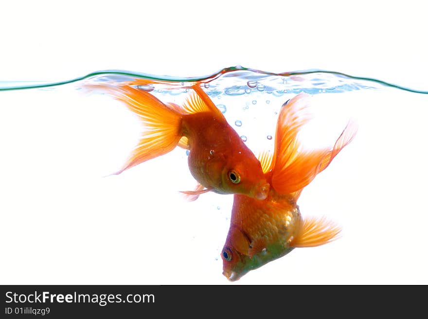 Two goldfish swimming in water on white background