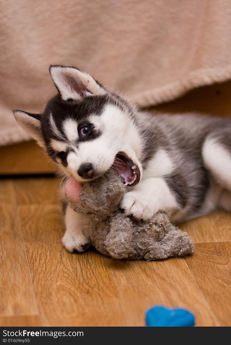 Cute little puppy husky with toy