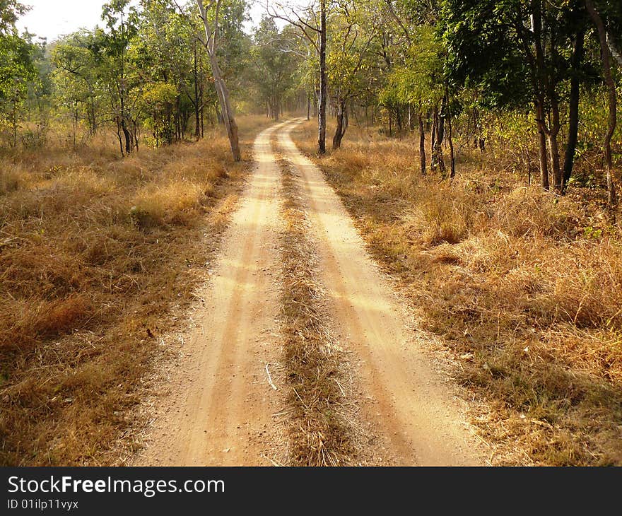 Forest road