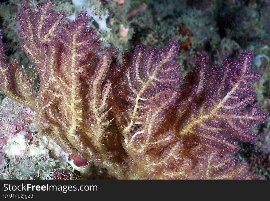 Underwater Malaysia near Mabul island. Underwater Malaysia near Mabul island