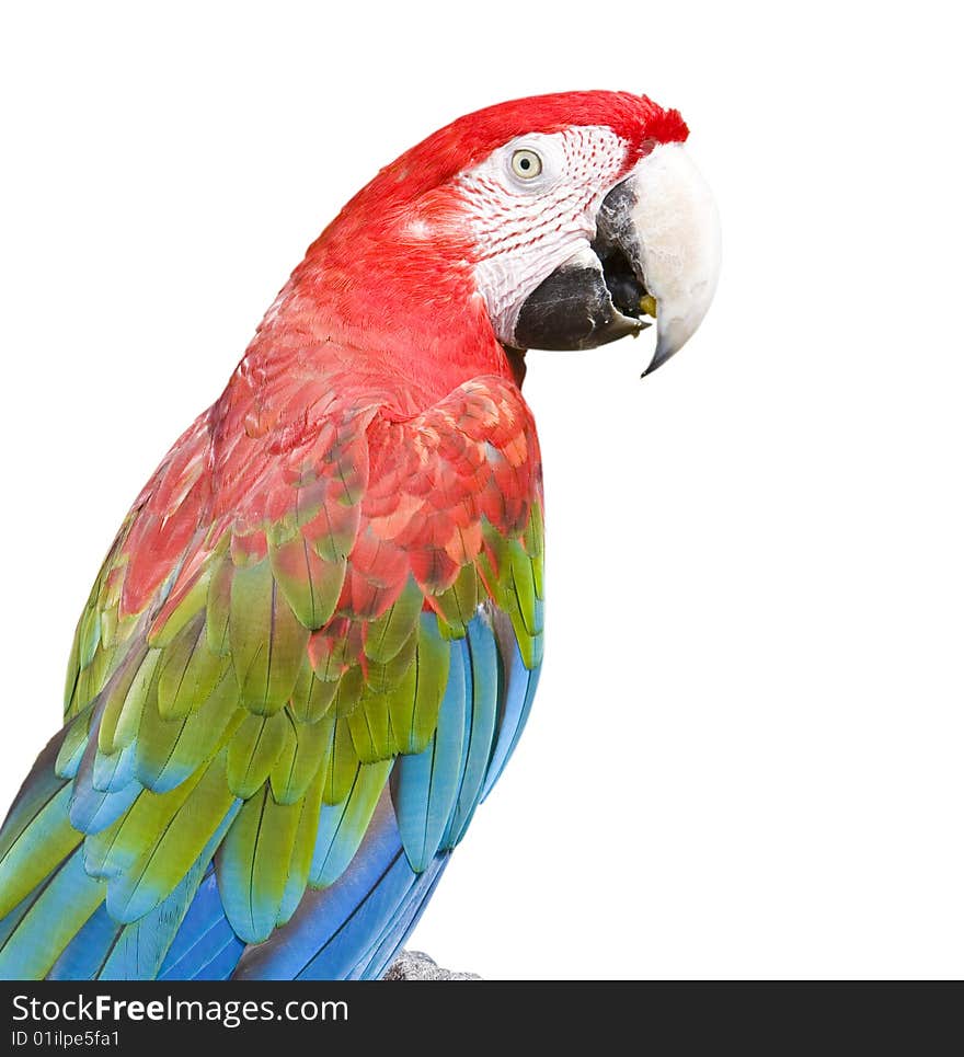 Macaw in front of a white background