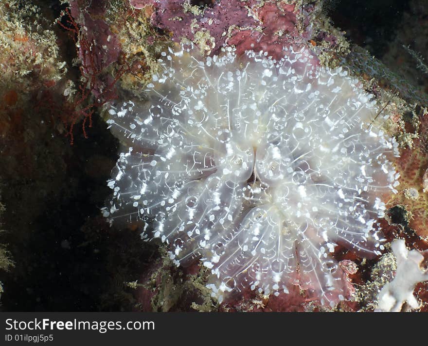 Underwater Malaysia near Mabul island. Underwater Malaysia near Mabul island