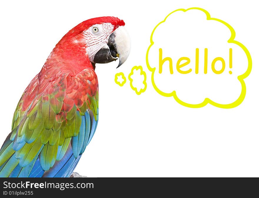 Macaw in front of a white background