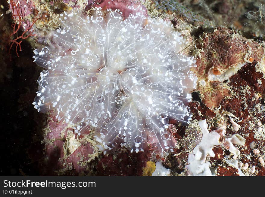 Underwater Malaysia near Mabul island. Underwater Malaysia near Mabul island