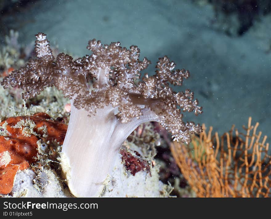 Underwater Malaysia near Mabul island. Underwater Malaysia near Mabul island