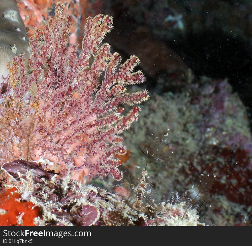 Underwater Malaysia near Mabul island. Underwater Malaysia near Mabul island