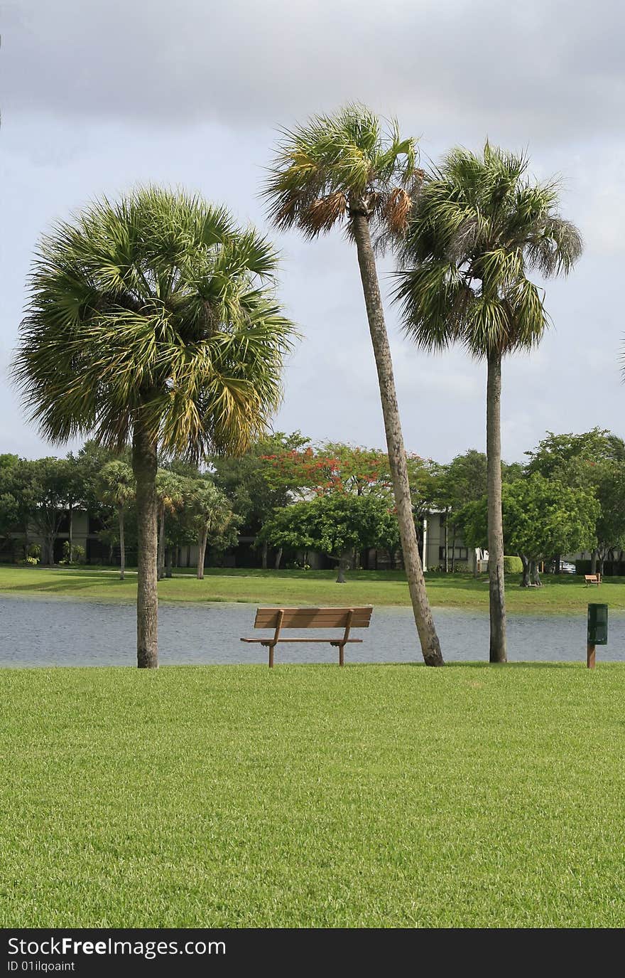 Three palms and a bench