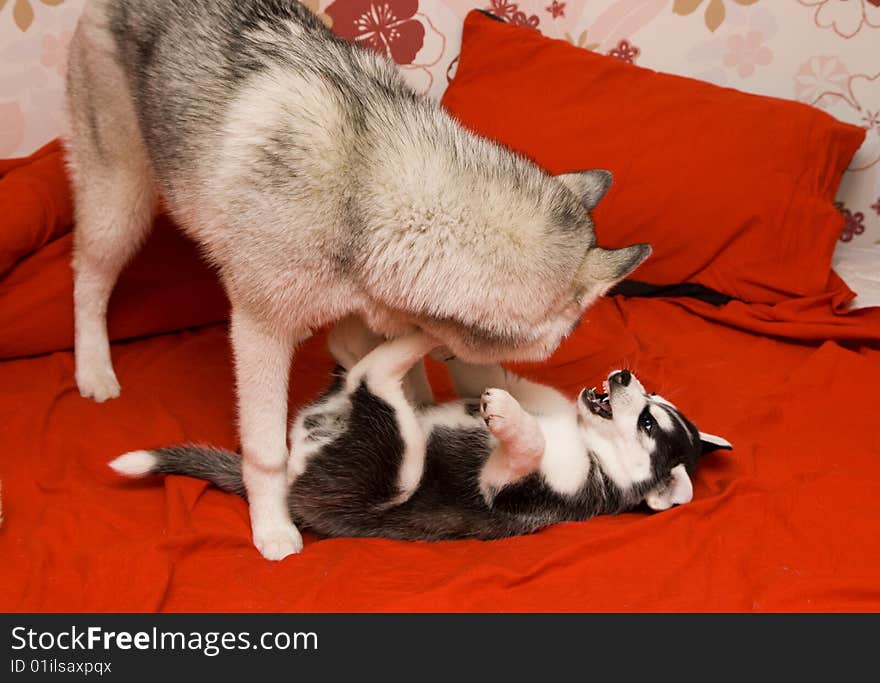 Adult dog playing with puppy