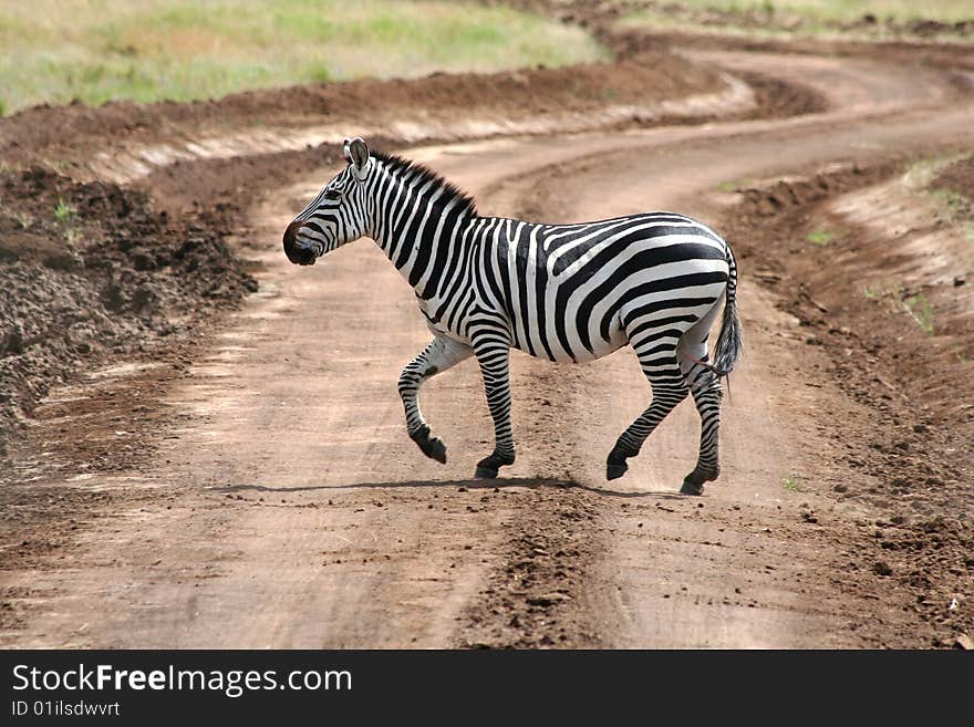 Running zebra on road, Tanzania