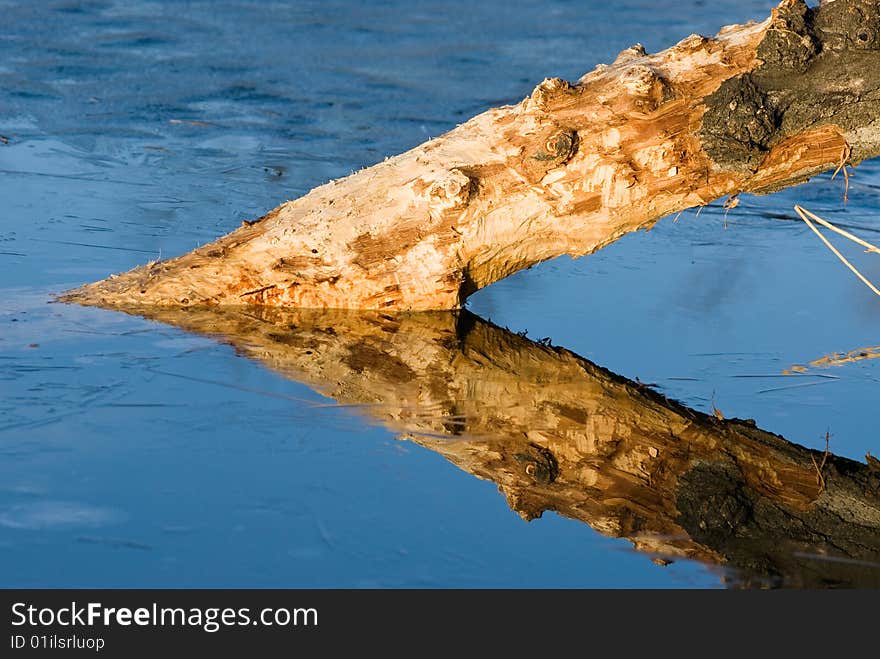 A stump in a frozen lake creating an acute triangle with its reflection lit by the wonderful light of the evening sun. A stump in a frozen lake creating an acute triangle with its reflection lit by the wonderful light of the evening sun