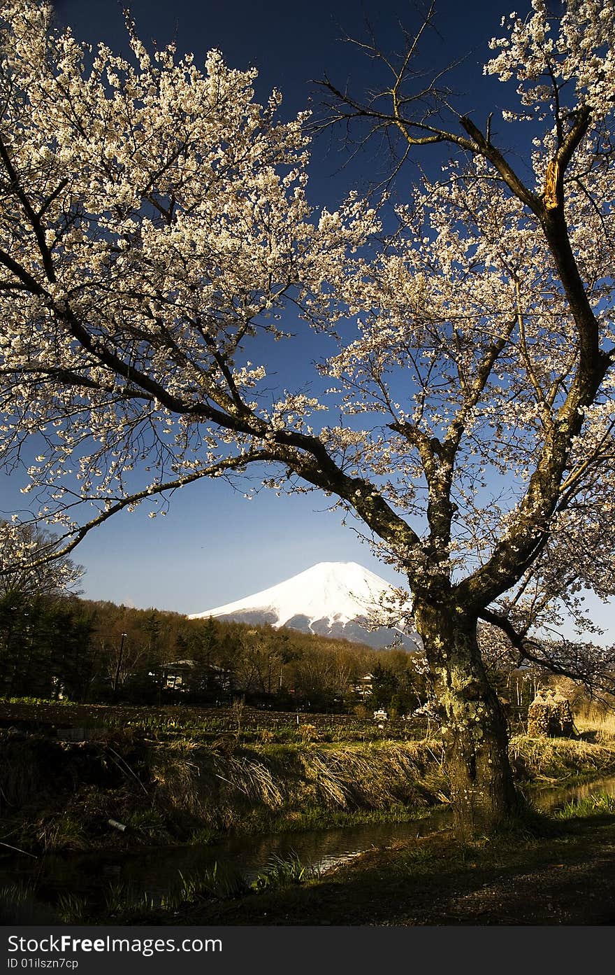 Sakura & Mt Fuji